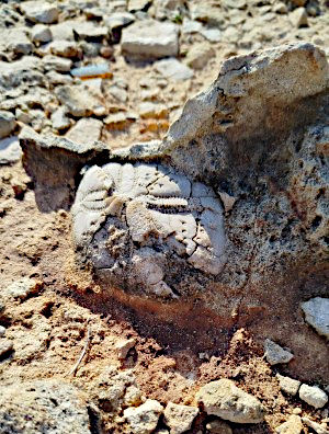 Passeggiata naturalistica, riccio di mare fossile